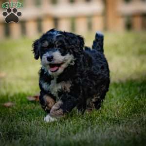 Diesel, Mini Bernedoodle Puppy